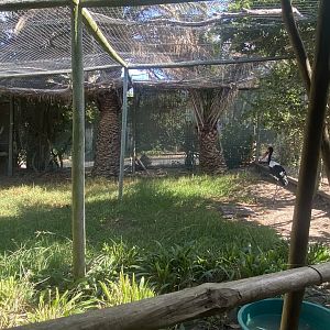 Saddle-Billed Stork Exhibit