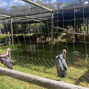 Marabou Stork Exhibit