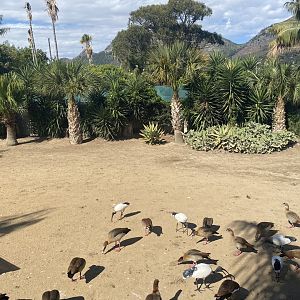Greater Rhea/Canada Goose/Blue Crane/Domestic Muscovy Duck Exhibit