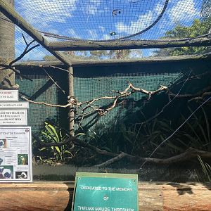 Cotton-Topped Tamarin Exhibit