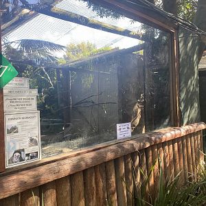 Common Marmoset Exhibit