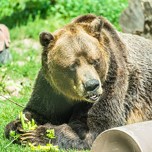 Samson the male Grizzly Bear