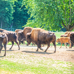 Wood Bison herds