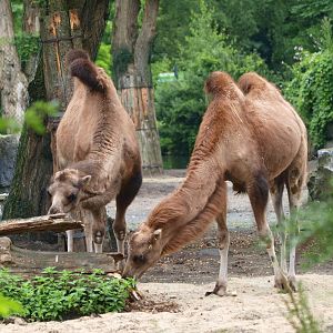 Bactrian camels (Camelus bactrianus), 2015-07-19