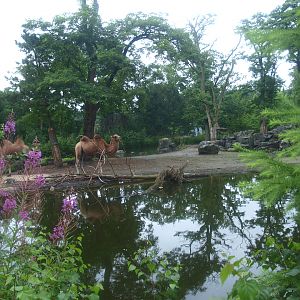 Former Wild West exhibit, home to Bactrian camels for Wildlands at the time, 2015-07-19