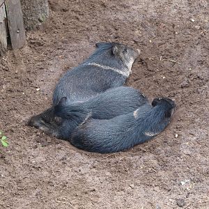 Collared peccaries (Pecari tajacu), 2015-07-19