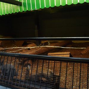 Petting zoo building - Domestic rabbit paddock, 2015-07-19