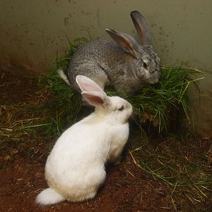 Domestic rabbits (Oryctolagus cuniculus domesticus), 2015-07-19