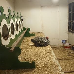 Petting zoo building - Wyandotte chicken coop, 2015-07-19