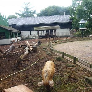 Petting zoo paddock, seen from inside the petting zoo building, 2015-07-19