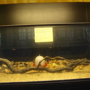 Petting zoo building - Exhibit for the raising of chicken chicks, 2015-07-19