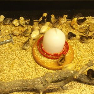 Chicken (Gallus domesticus) chicks of different breeds, 2015-07-19