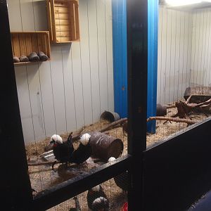 Petting zoo building - Dutch white-crested chicken coop, 2015-07-19