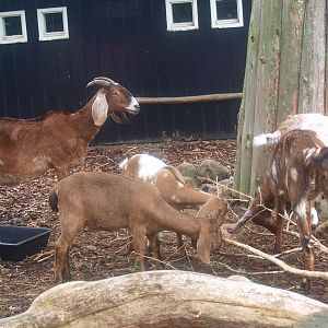 Anglo-Nubian goats (Capra hircus), 2015-07-19