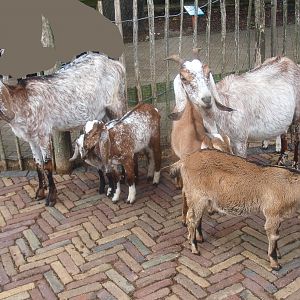 Anglo-Nubian goats (Capra hircus), 2015-07-19