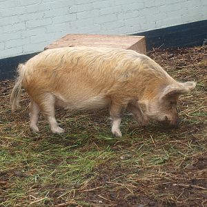 Kune-Kune pig (Sus domesticus), 2015-07-19