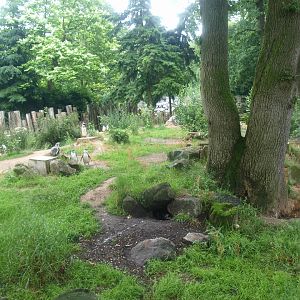 Land area of temporary Humboldt penguin exhibit, 2015-07-19