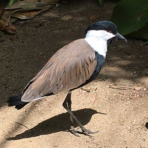 Spur-Winged Lapwing (Vanellus spinosus)