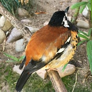 Chestnut-Backed Thrush (Geokichla dohertyi)
