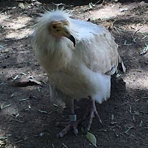 Egyptian Vulture (Neophron percnopterus)