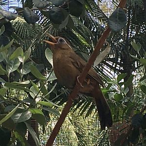 Chinese Hwamei (Garrulax canorus)