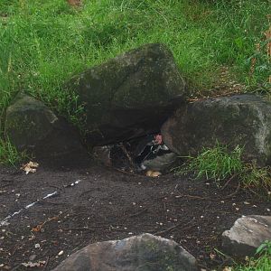 Humboldt penguin nesting cavity, 2015-07-19