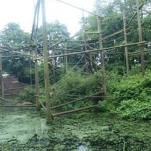 Colombian black spider monkey and Crested screamer island, 2015-07-19