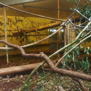 Indoor housing Colombian black spider monkeys, 2015-07-19