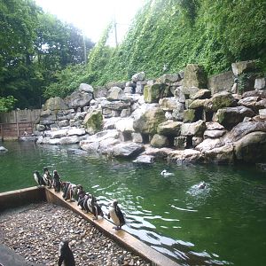 Water and nesting area of temporary Humboldt penguin exhibit, 2015-07-19