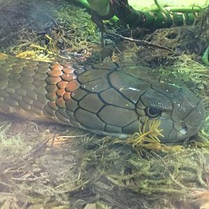 King Cobra (Ophiophagus hannah)