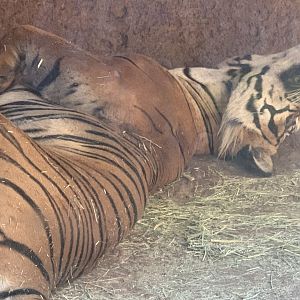 Malayan Tiger (Panthera tigris tigris)