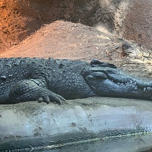 Siamese Crocodile (Crocodylus siamensis)