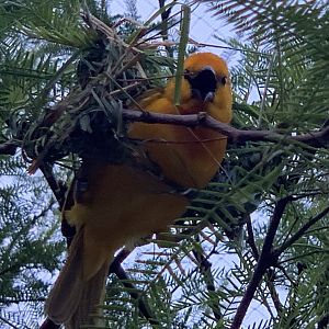 Taveta Golden Weaver (Ploceus castaneiceps)