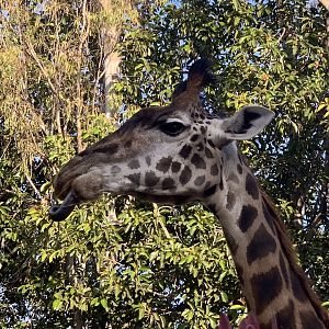 Masai Giraffe (Giraffa tippelskirchi)