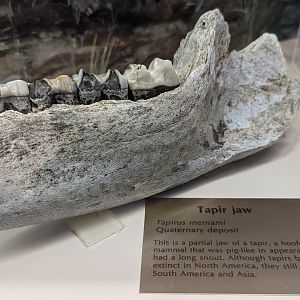 Tapir (Tapirus merriami) jaw