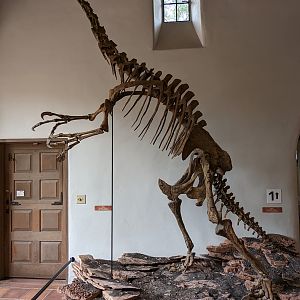 Nothronychus graffmani cast skeleton