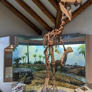 Dilophosaurus wetherilli cast skeleton