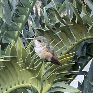 (Wild) Allen’s Hummingbird (Selasphorus sasin)