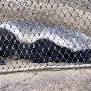 Ratel (Mellivora capensis)