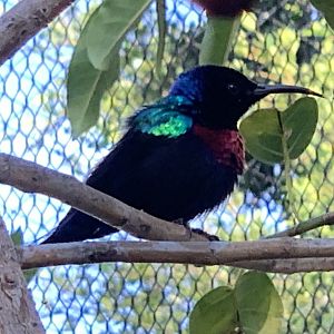 Splendid Sunbird (Cinnyris coccinigastrus)