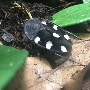 Seven-Spotted Cockroach (Therea petiveriana)