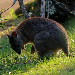Red-necked Pademelon