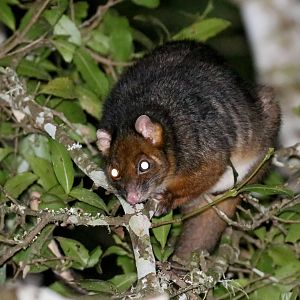 Ringtail Possum