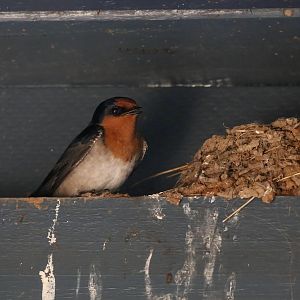 Welcome Swallow and nest