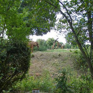 Aug. 2022 - Watani Grasslands Reserve - Elephant Exhibit (Side View)
