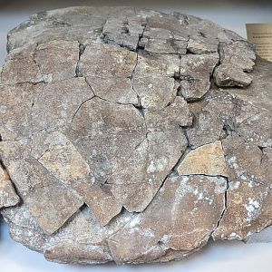 Neurankylus sp. shell