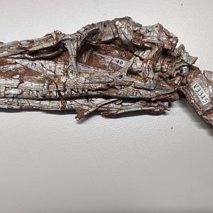 Coelophysis sp. skull and neck vertebrae