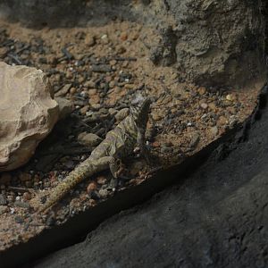 San Antonio Zoo - Unknown Lizard (Uromastyx?)