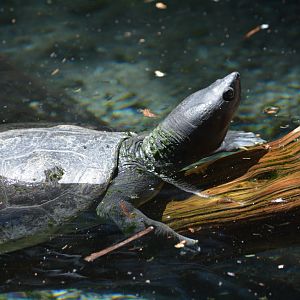 San Antonio Zoo - Unknown Turtle (Batugar?)