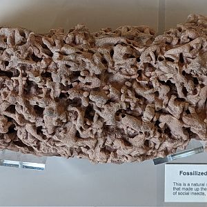 Fossilized social insect nest